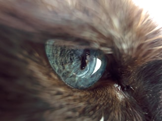 Close-up of Fiona’s luxurious blue fur shimmering in the light.