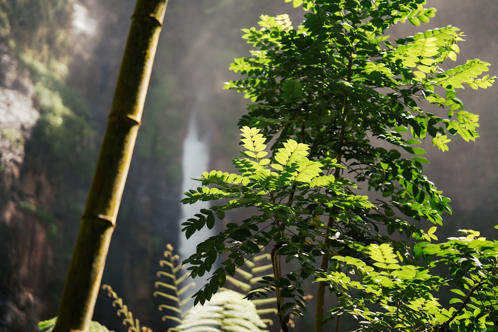 a lush green forest with a waterfall in the background