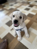 A cheerful puppy dressed in a bright hoodie, sitting on a wooden floor.