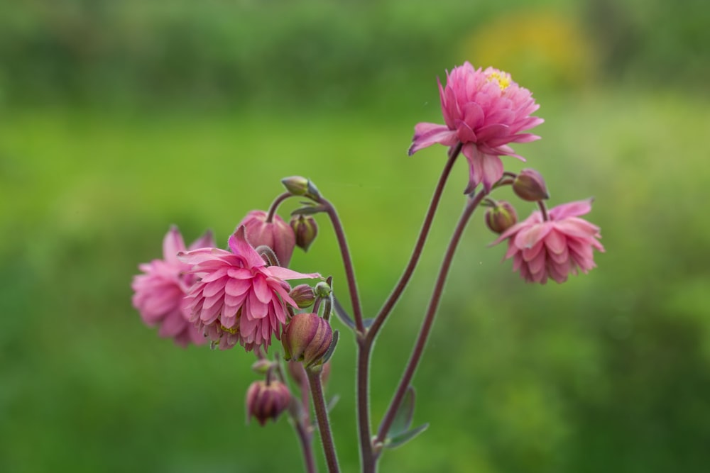 a close up of a pink flower with a blurry background