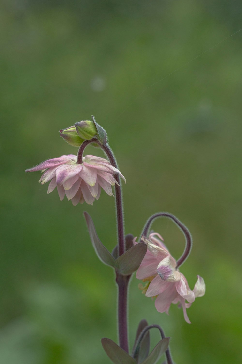 a close up of a flower with a blurry background