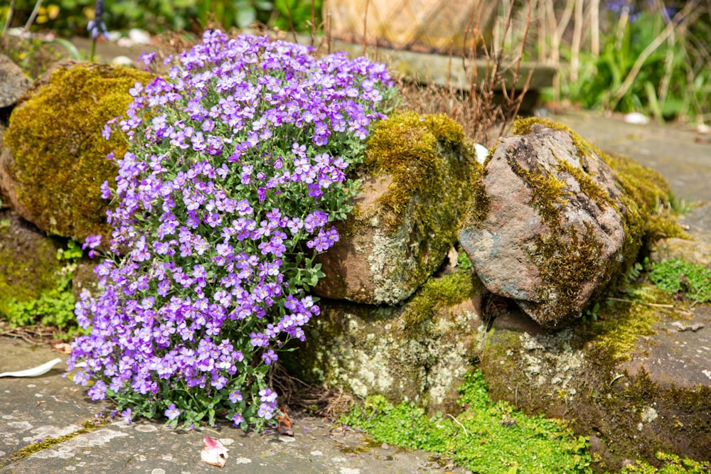 purple flowers growing out of a mossy rock wall