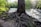 A large tree with extensive roots is situated next to a flowing river. Sunlight filters through the canopy, illuminating the lush green foliage of the surrounding forest. The roots of the tree spread out over the forest floor, creating a network of tangled wood.