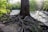 A large tree with extensive roots is situated next to a flowing river. Sunlight filters through the canopy, illuminating the lush green foliage of the surrounding forest. The roots of the tree spread out over the forest floor, creating a network of tangled wood.