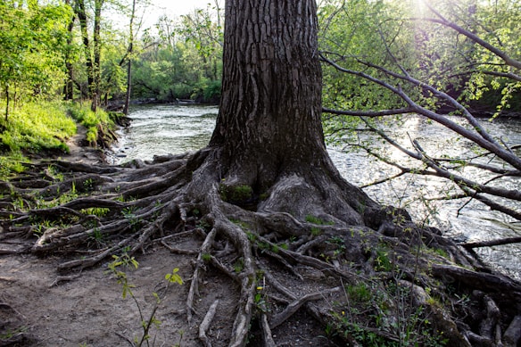 A large tree with extensive roots is situated next to a flowing river. Sunlight filters through the canopy, illuminating the lush green foliage of the surrounding forest. The roots of the tree spread out over the forest floor, creating a network of tangled wood.