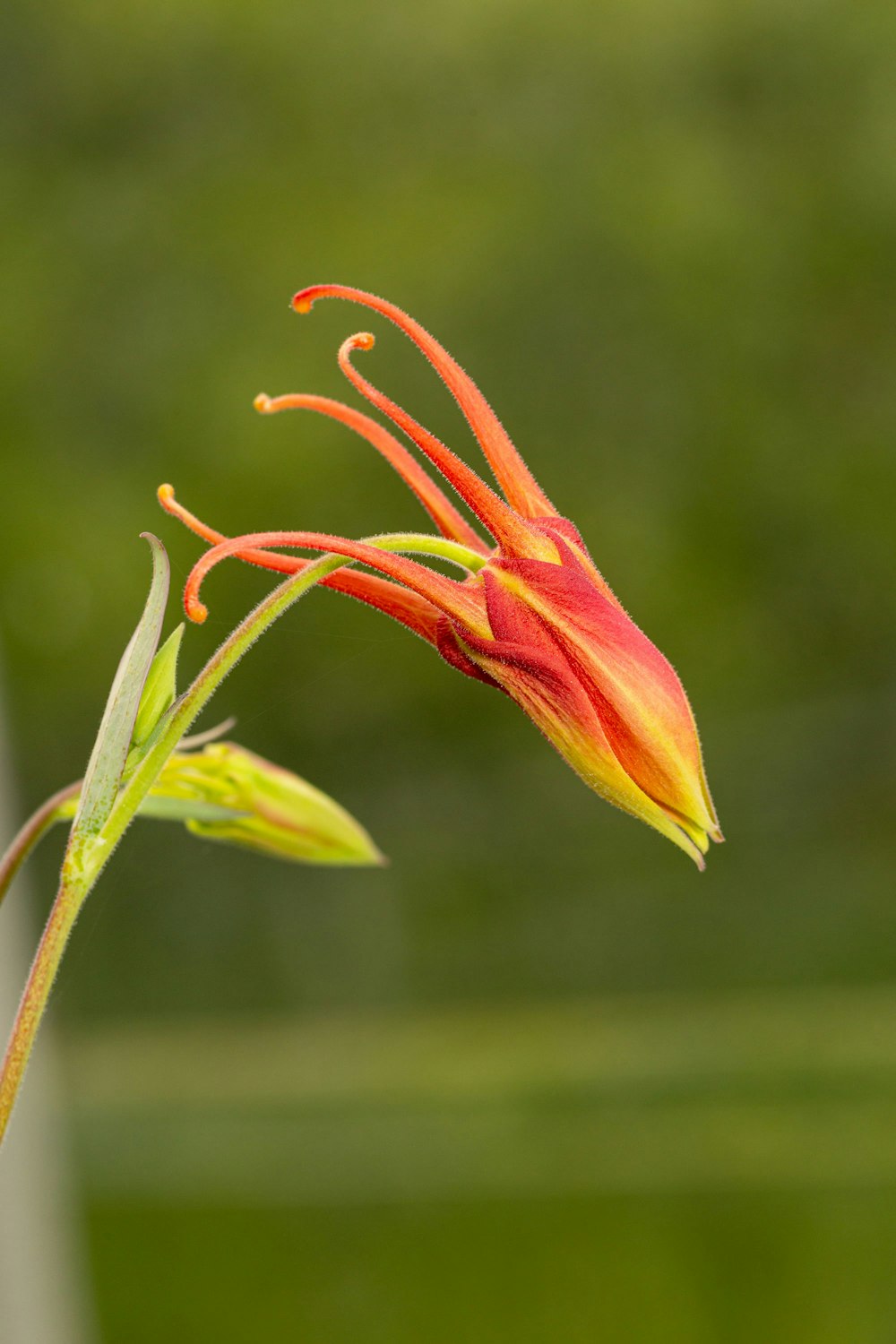 Gros plan d’une fleur avec un arrière-plan flou