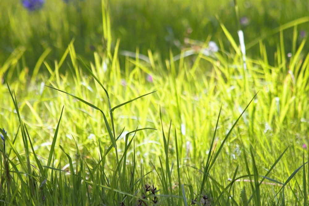 a bird is standing in the tall grass