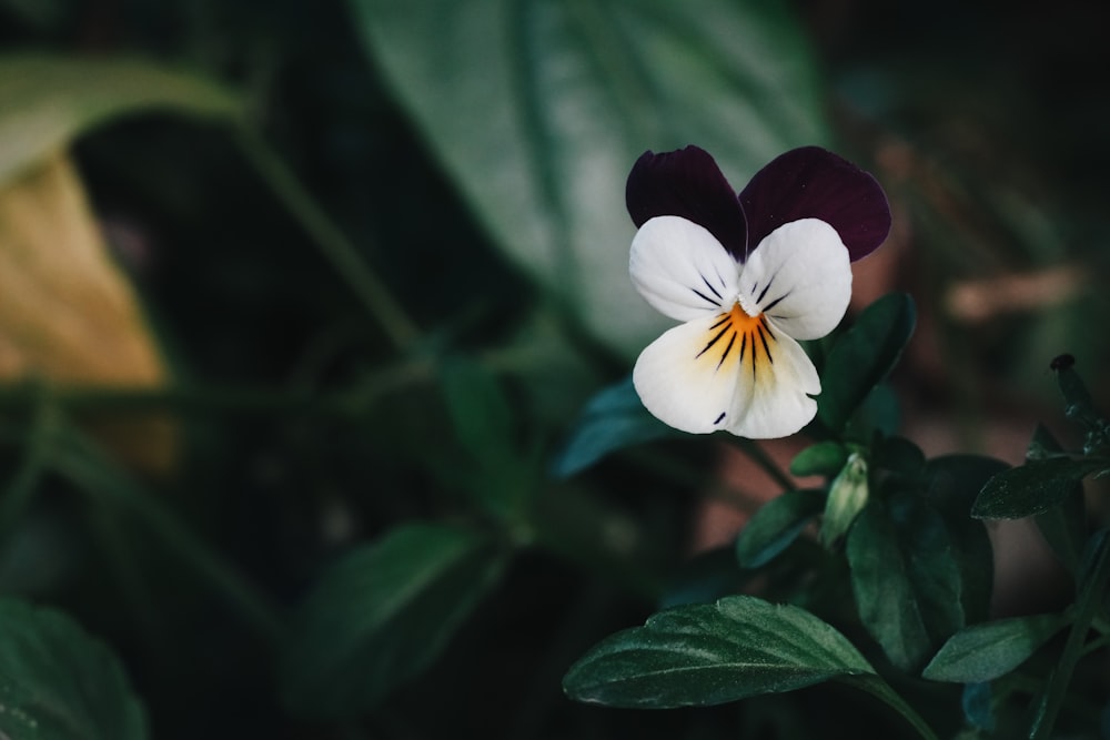 a close up of a flower with leaves in the background