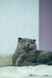 Scottish Fold cat with folded ears gazing softly.