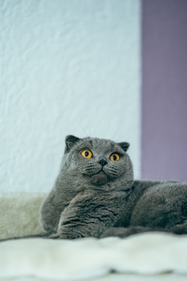 A Scottish Fold cat with its signature folded ears resting on a cozy blanket.