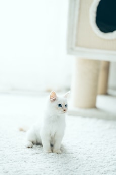 A fluffy white kitten with striking blue eyes is sitting on a soft, white carpeted floor. Next to the kitten is a beige cat tree with a circular entrance.