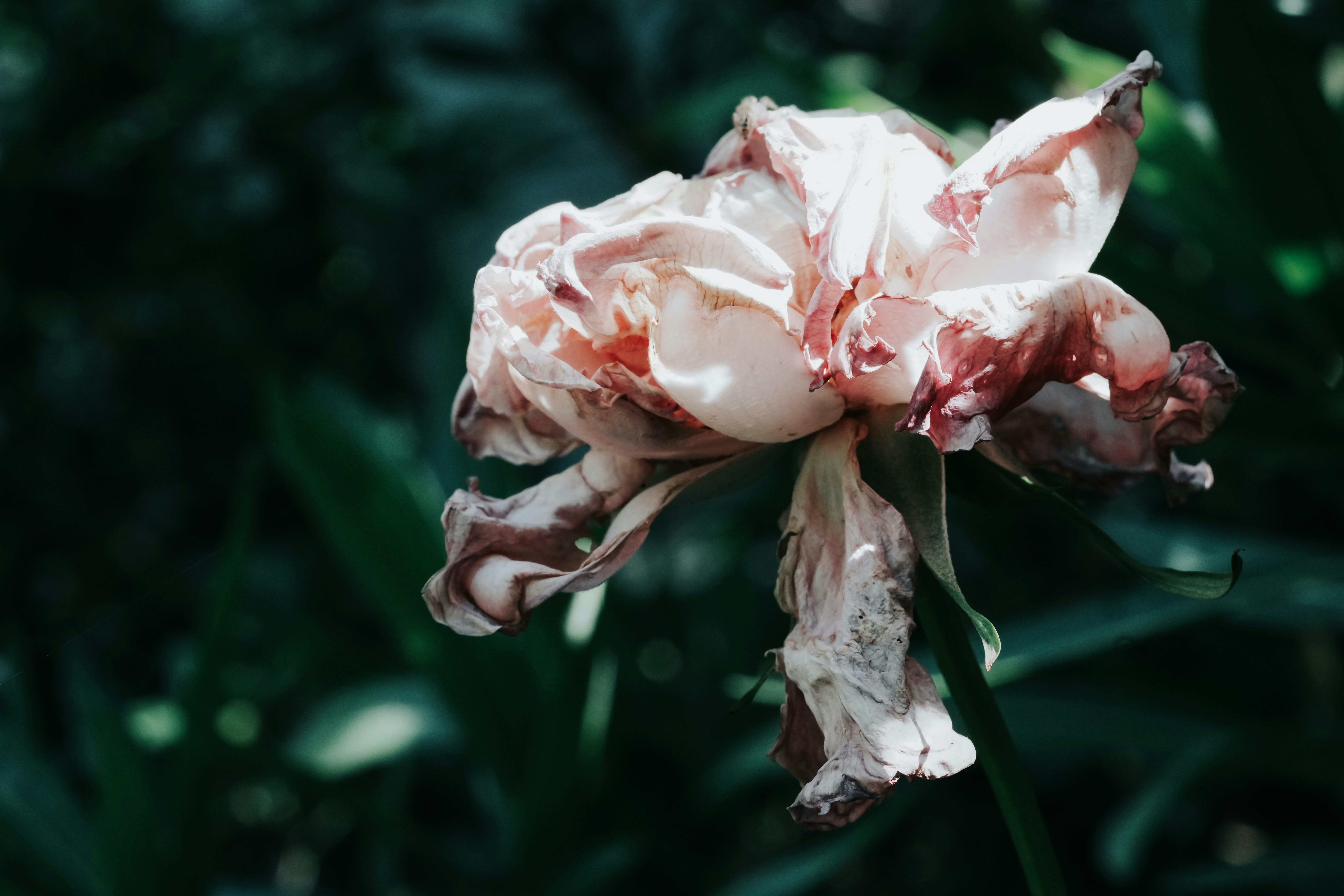 a flower that is sitting in the grass