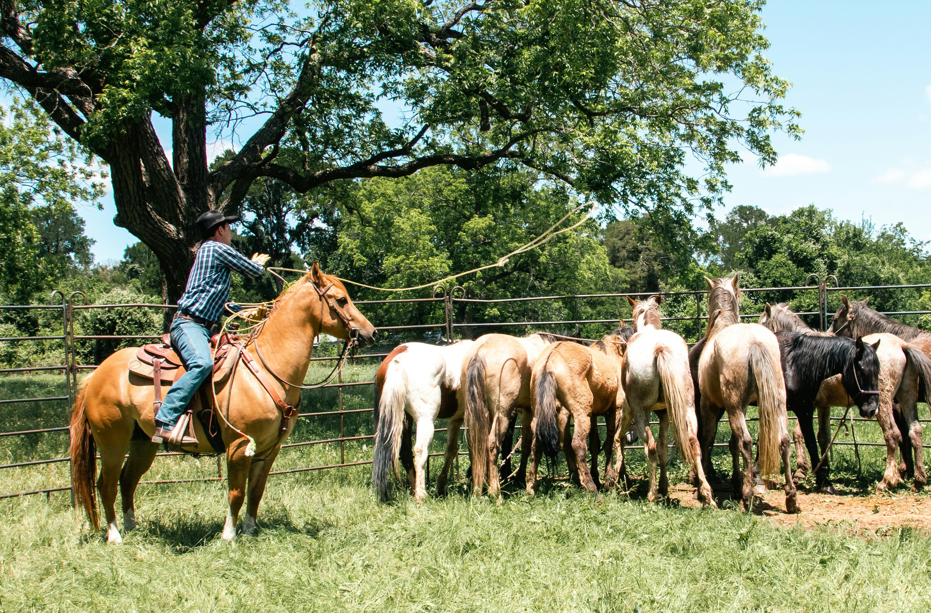 a man riding on the back of a brown horse next to a herd of horses, 