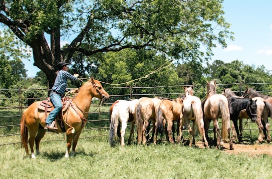A person on horseback is herding a group of horses in a fenced area. The person wears a cowboy hat and plaid shirt, sitting confidently on a light brown horse. The horses are gathered closely together with their backs facing the viewer. Trees with lush green foliage surround the area, indicating a natural, outdoor setting.