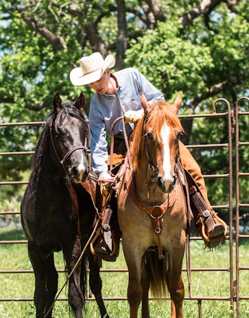 A person wearing a cowboy hat is riding a brown horse, standing next to a black horse. They are outdoors, surrounded by greenery and trees, with a metal fence in the background. The scene is sunlit, adding a warm glow to the setting.