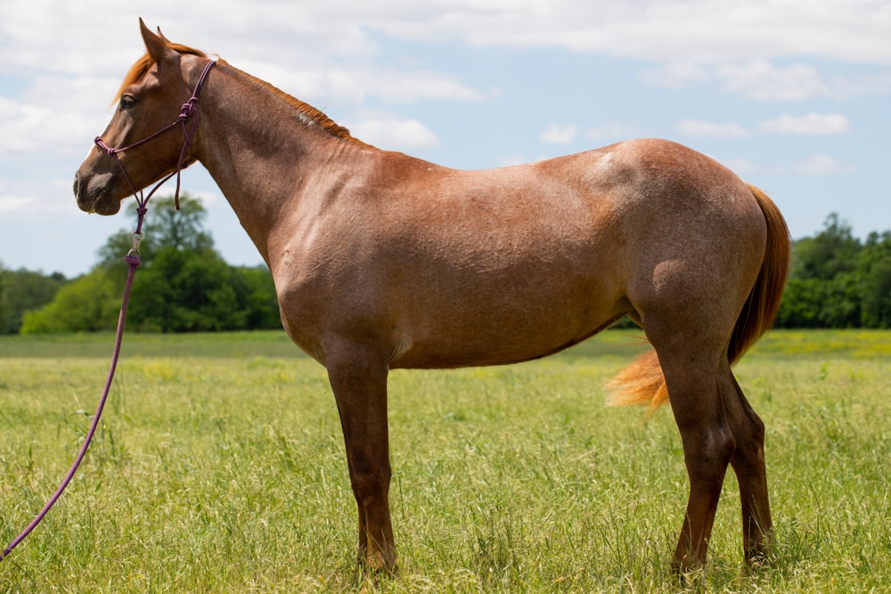 a brown horse standing on top of a lush green field