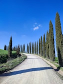 Winding country road lined with cypress trees under a blue sky