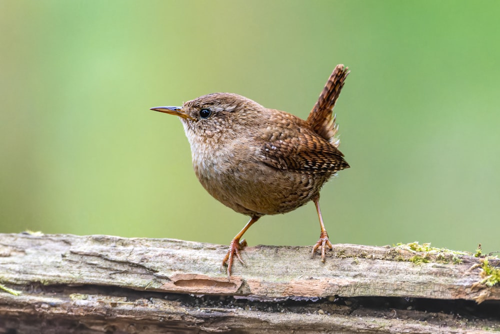 a small bird standing on a piece of wood