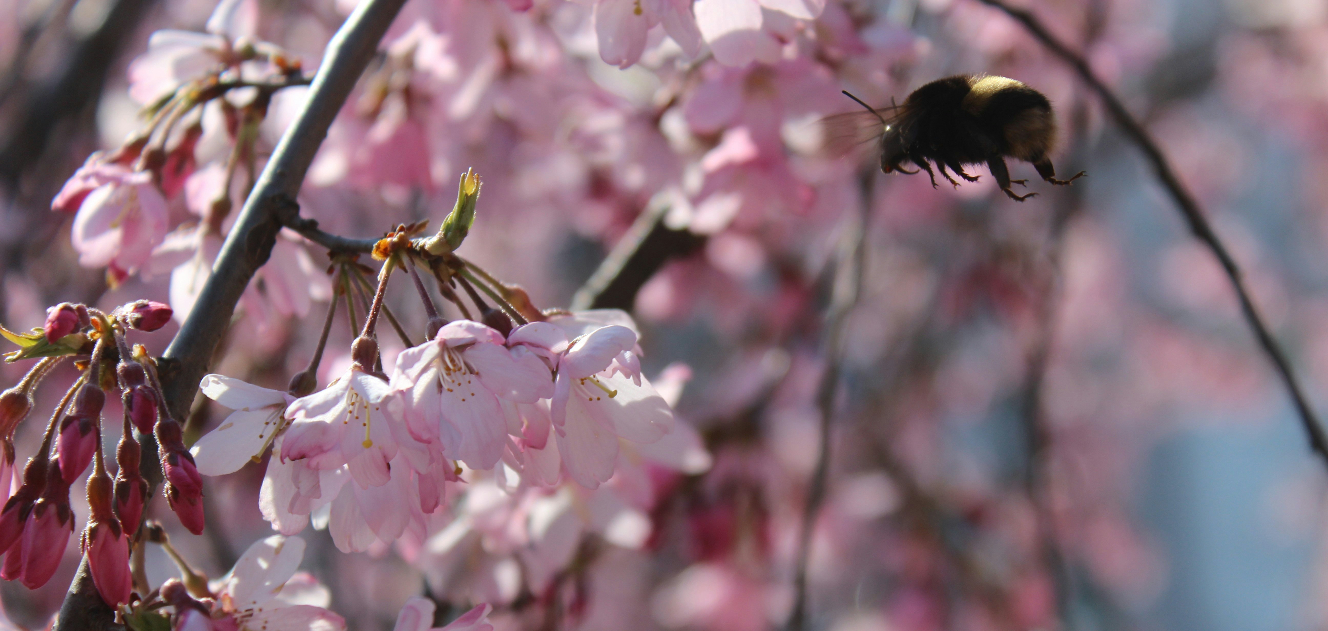 a bee that is sitting on a branch of a tree
