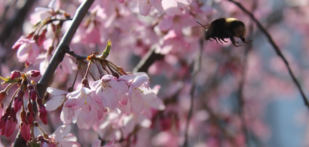 a bee that is sitting on a branch of a tree