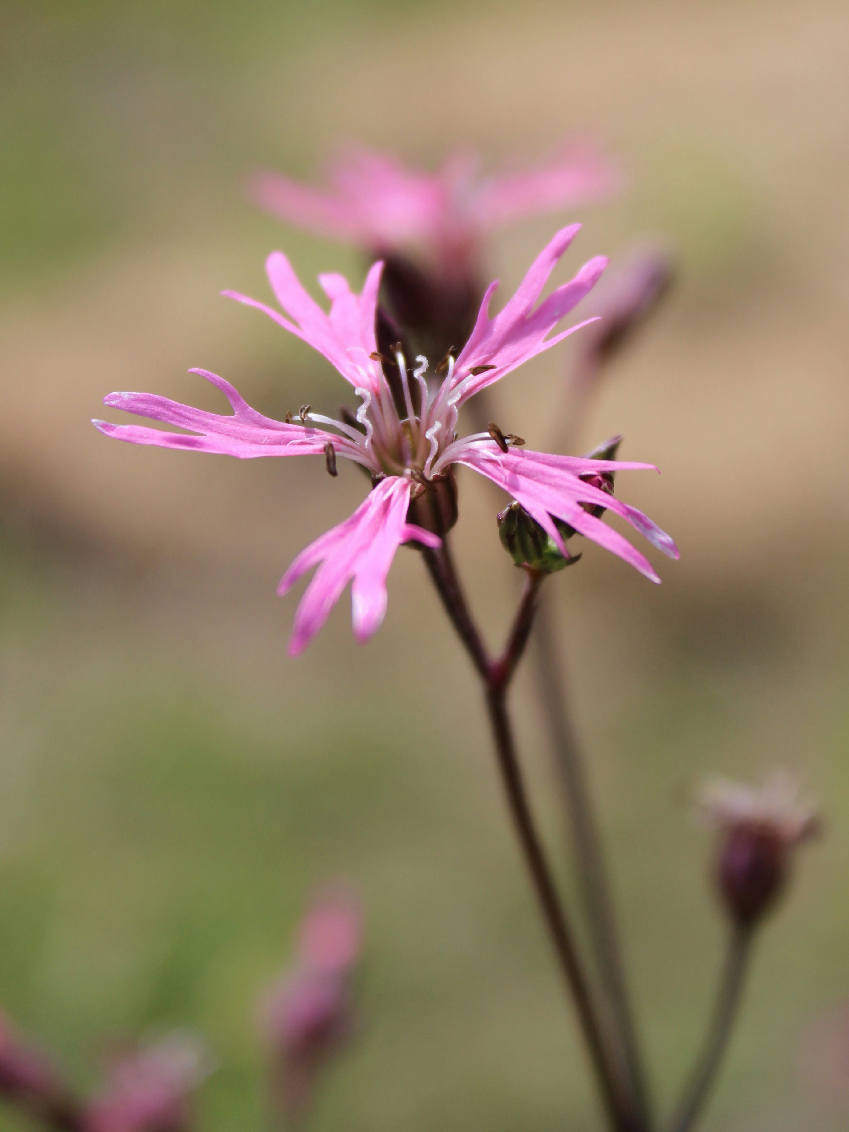 a close up of a pink flower with a blurry background