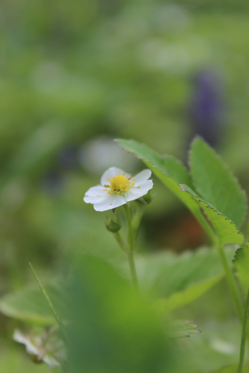 a small white flower sitting on top of a lush green field