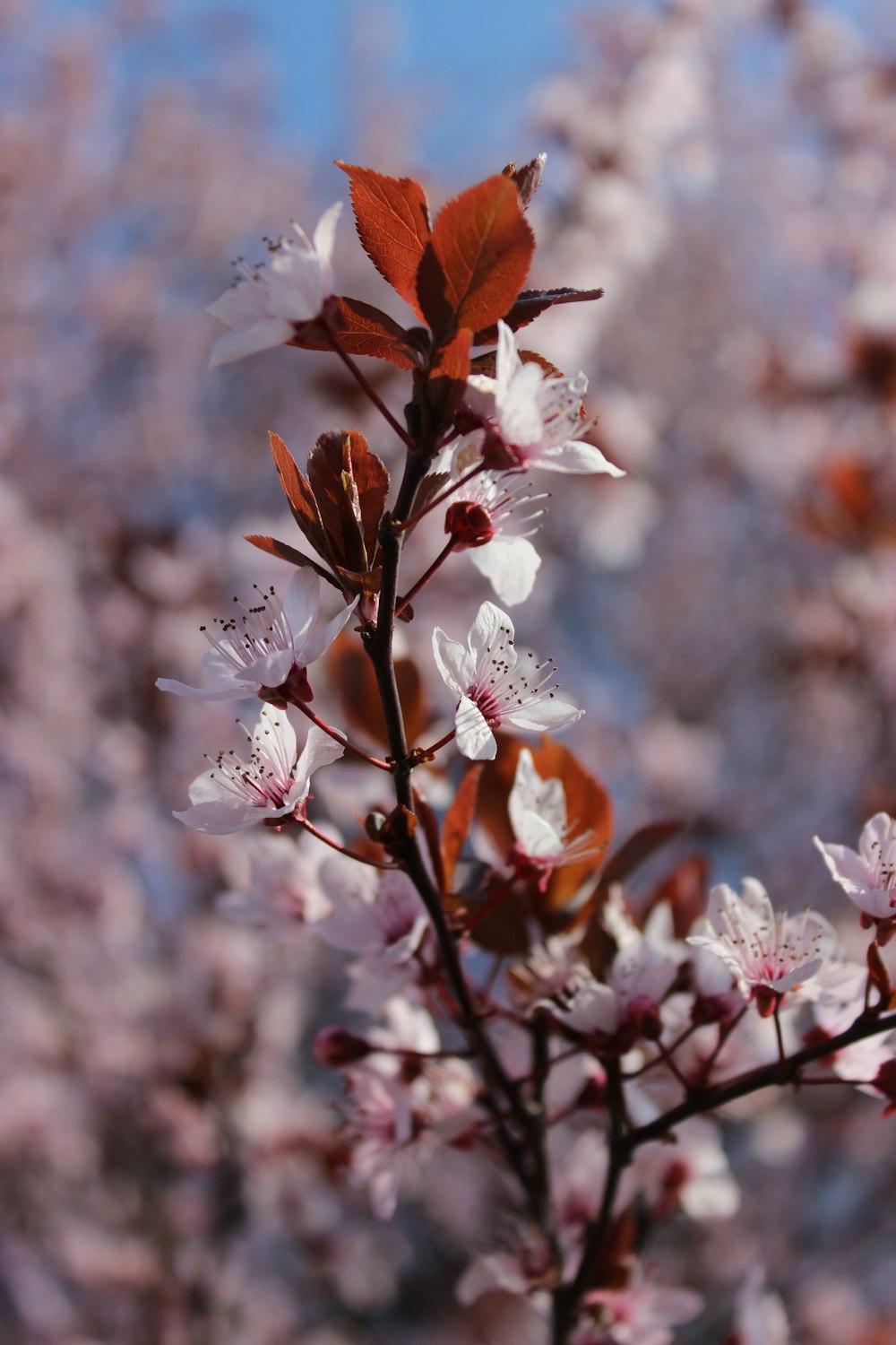 a close up of a flower on a tree