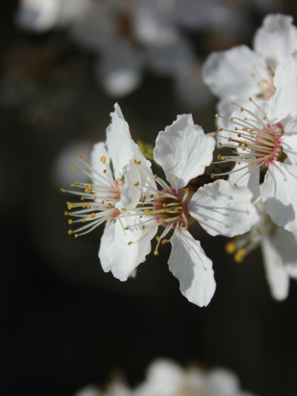 a close up of some white flowers on a tree