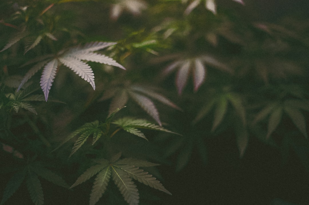 a close up of a plant with green leaves,