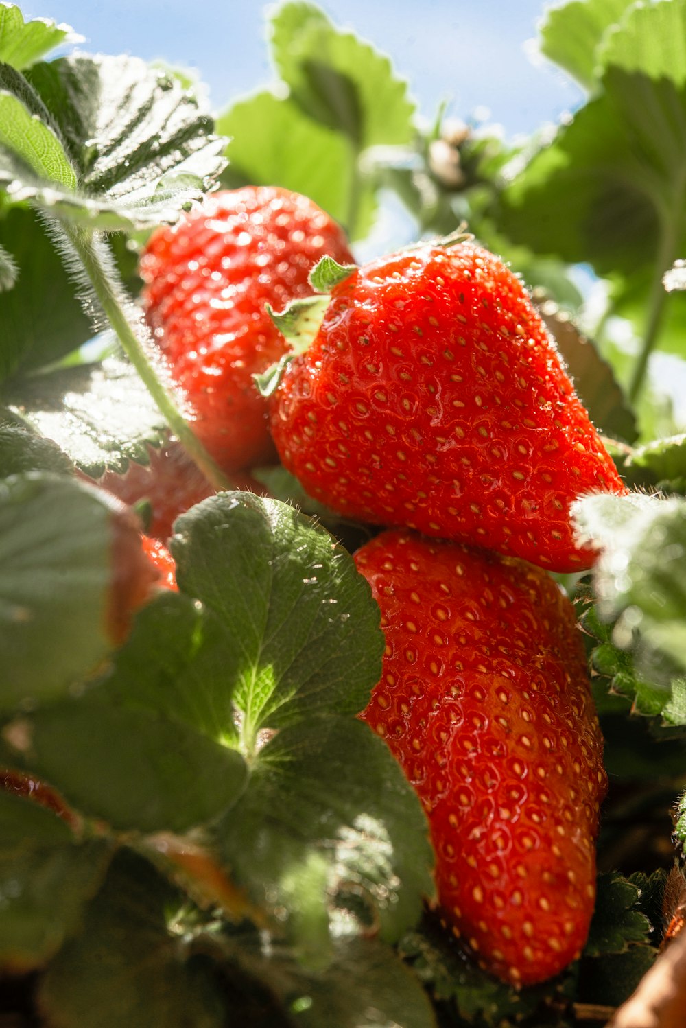 a couple of strawberries that are on a bush