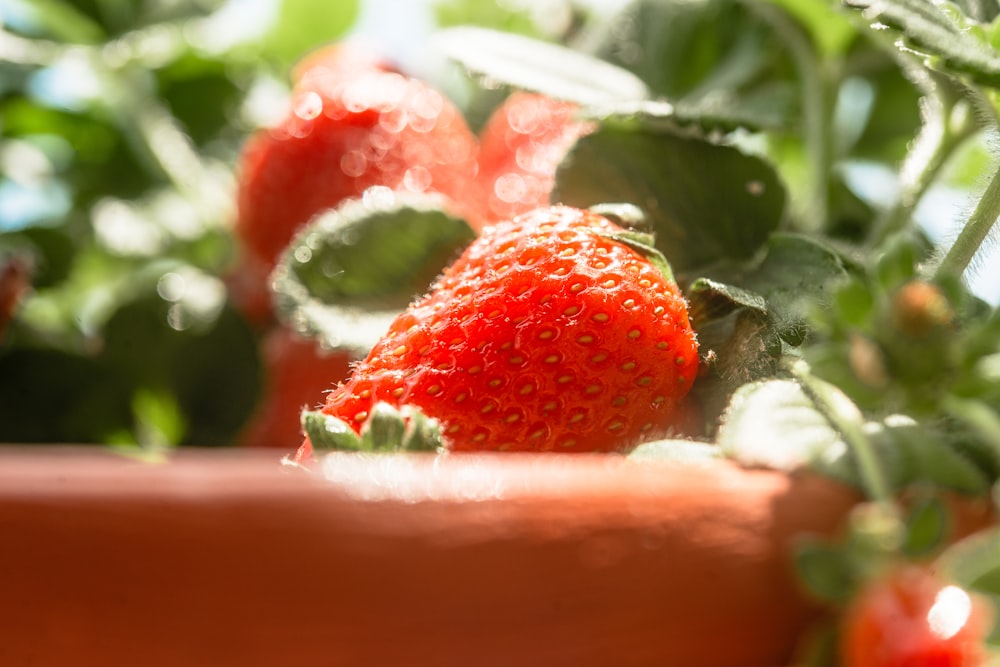 a close up of a strawberry in a pot