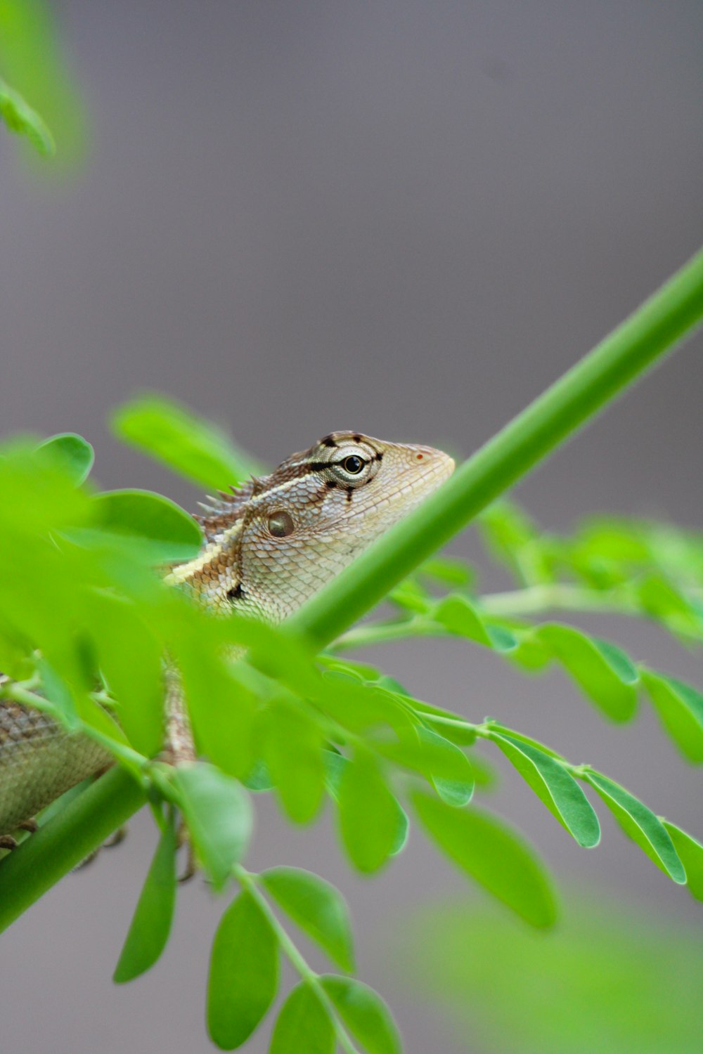 Un lagarto sentado encima de una planta verde