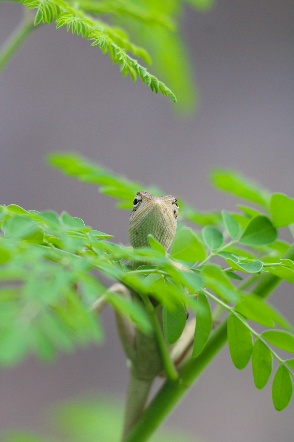 a small bird perched on top of a green plant