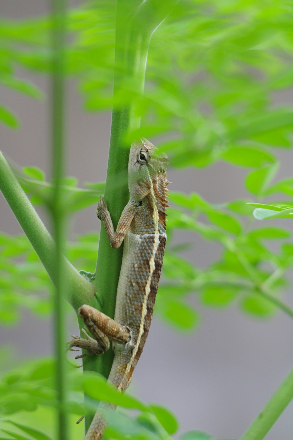 a lizard sitting on top of a green plant