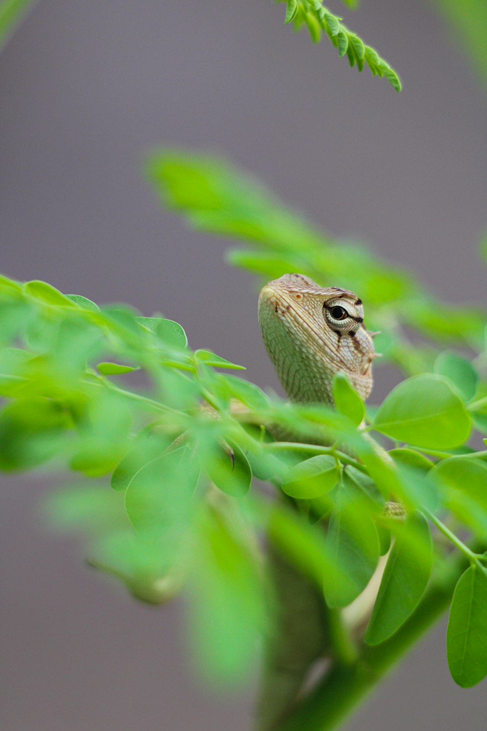 Un pequeño lagarto sentado encima de una planta verde