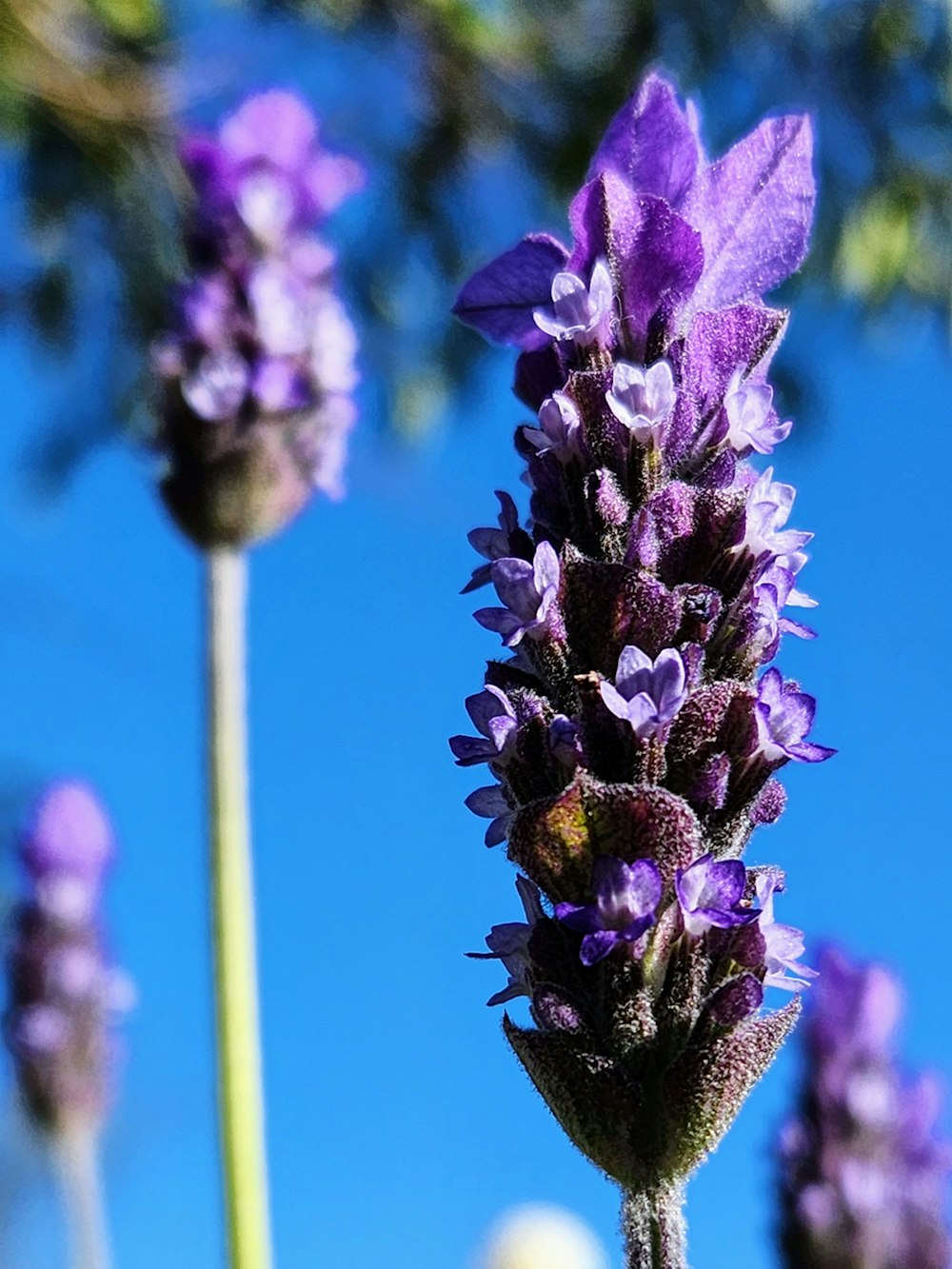 a close up of purple flowers with a blue sky in the background