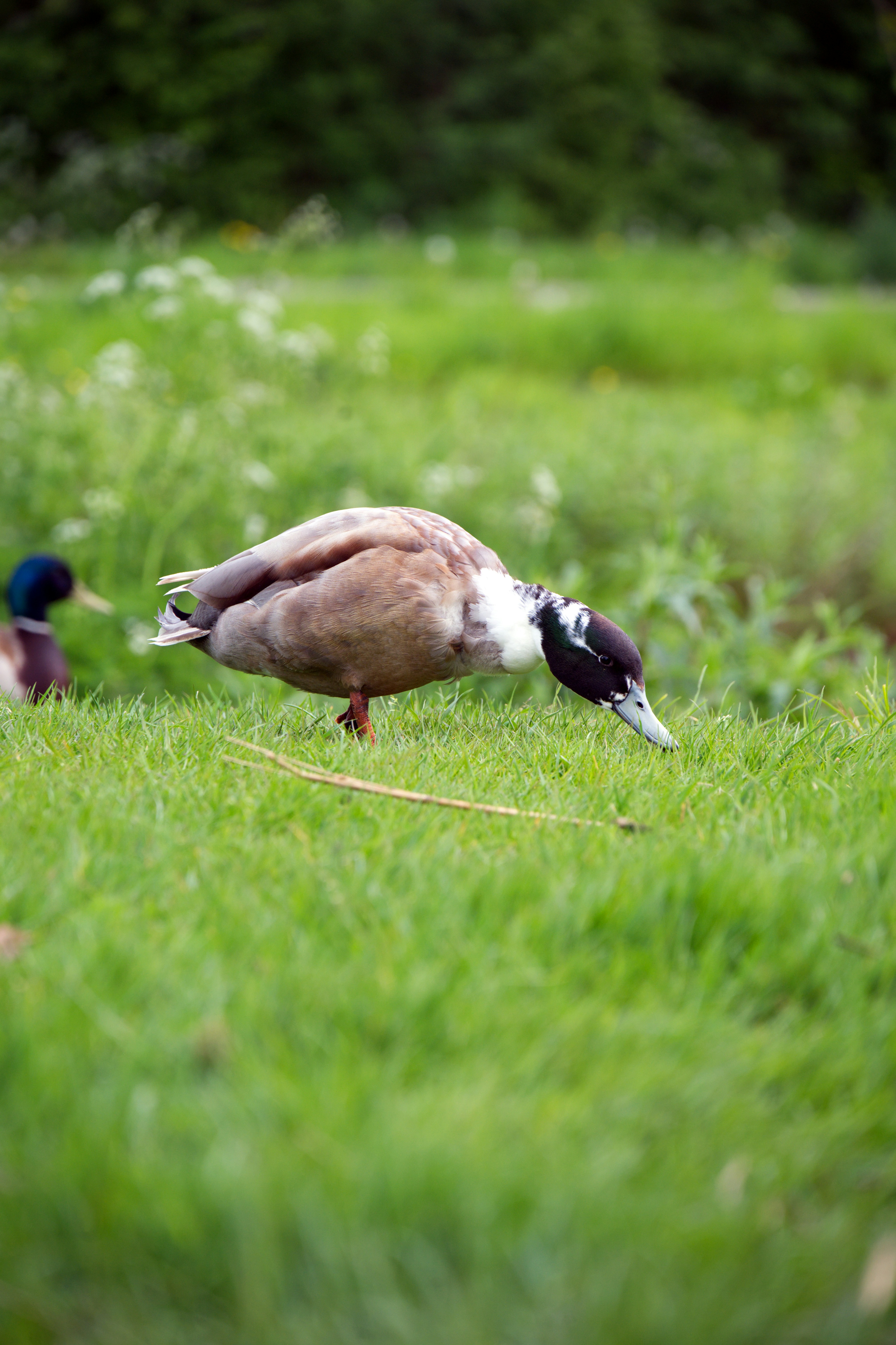 Photo by job_vermeulen