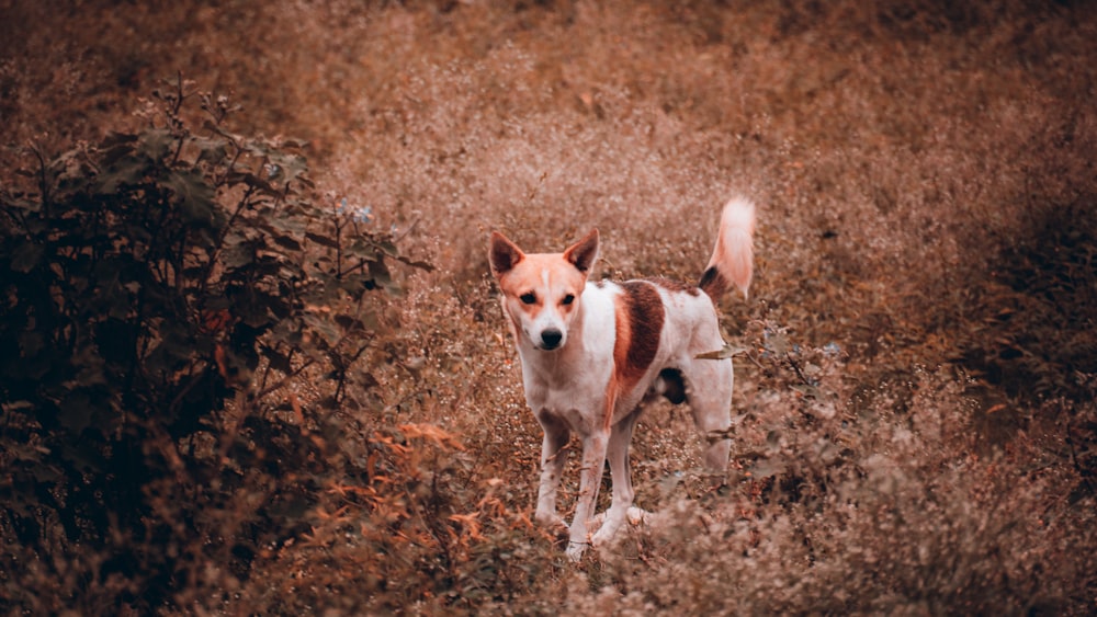 a brown and white dog standing in a field
