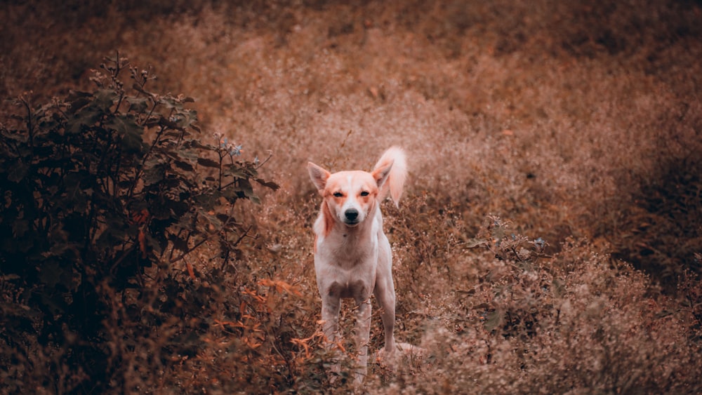 a dog standing in a field of tall grass