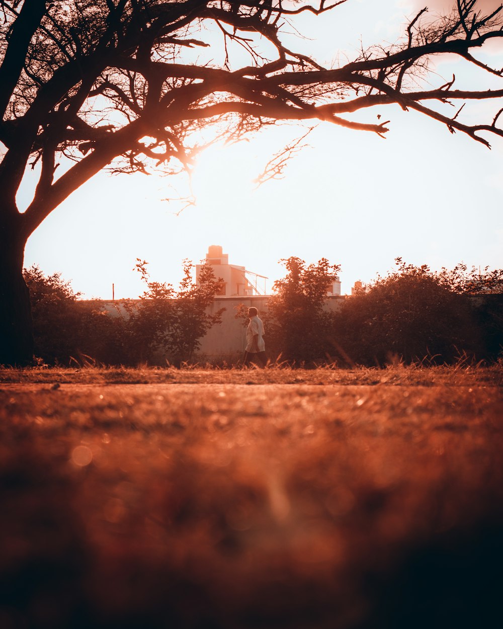 a person standing in a field next to a tree