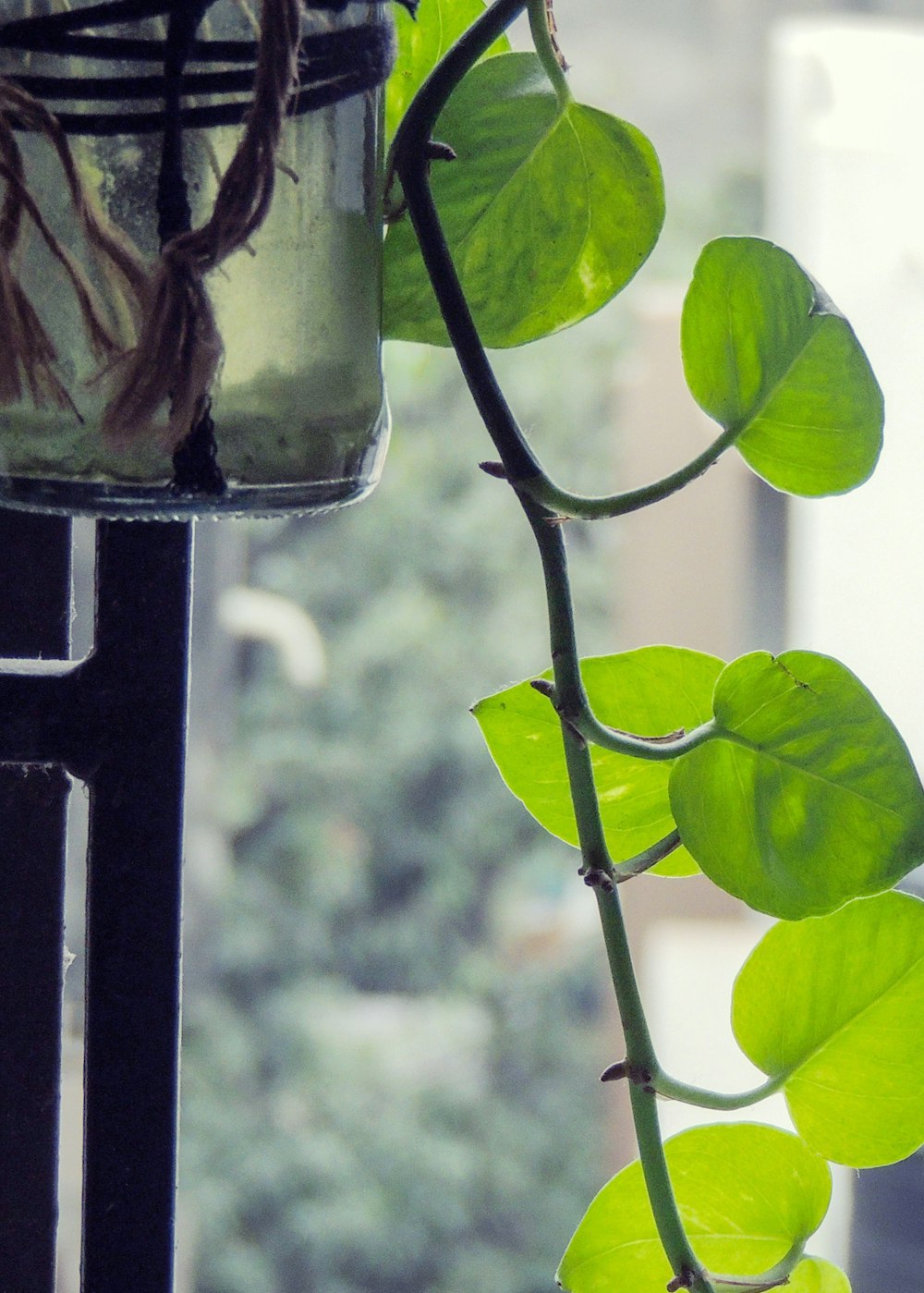 a plant with green leaves in a glass vase