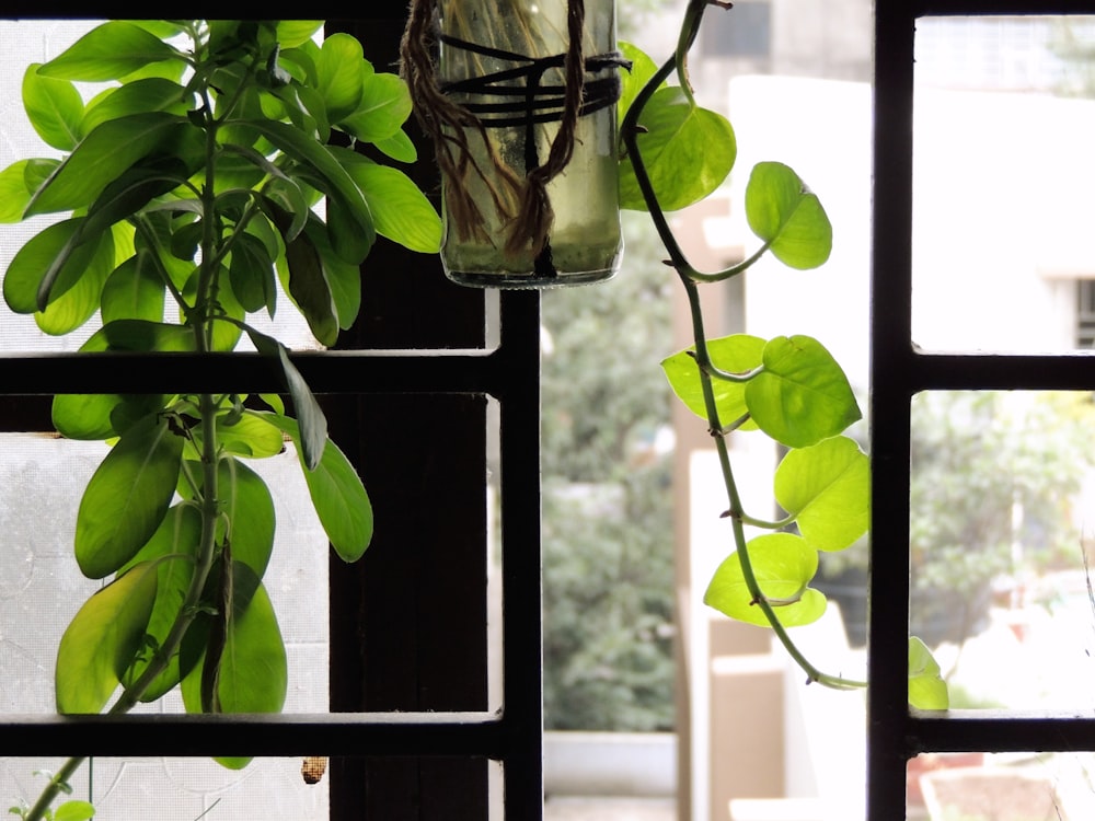 a plant in a mason jar on a window sill