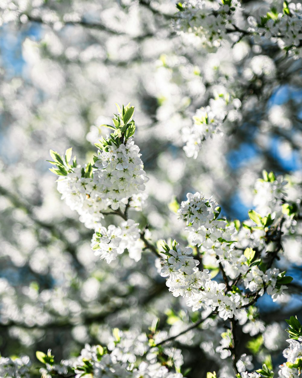 a tree with white flowers and green leaves