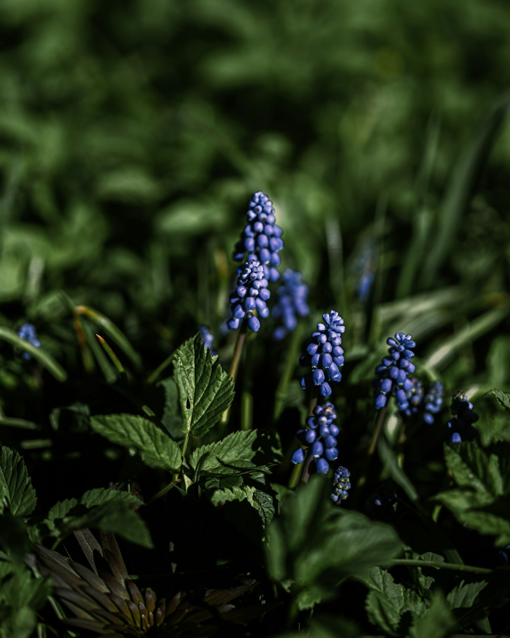 a bunch of blue flowers that are in the grass