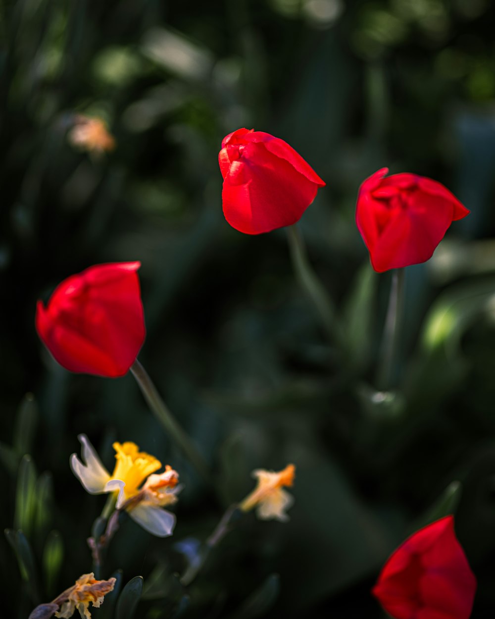 a group of red and yellow flowers in a garden