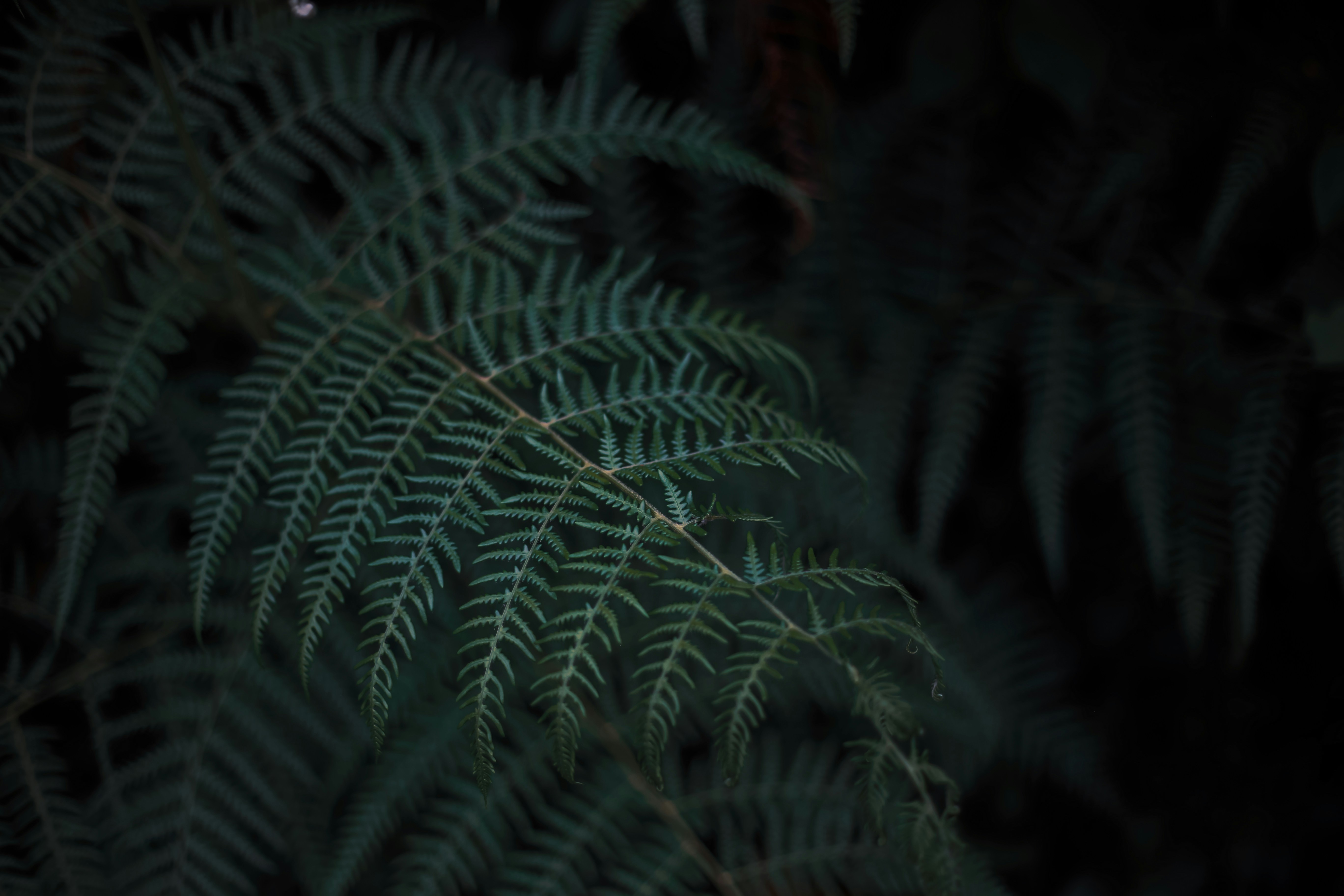 Photo by arununnikrishnan