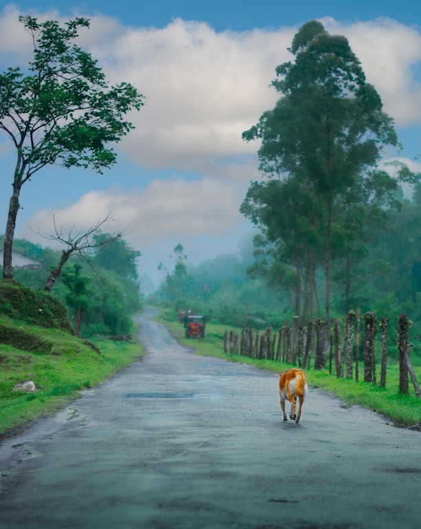 a brown and white cow walking down the middle of a road