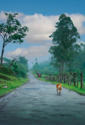 a brown and white cow walking down the middle of a road