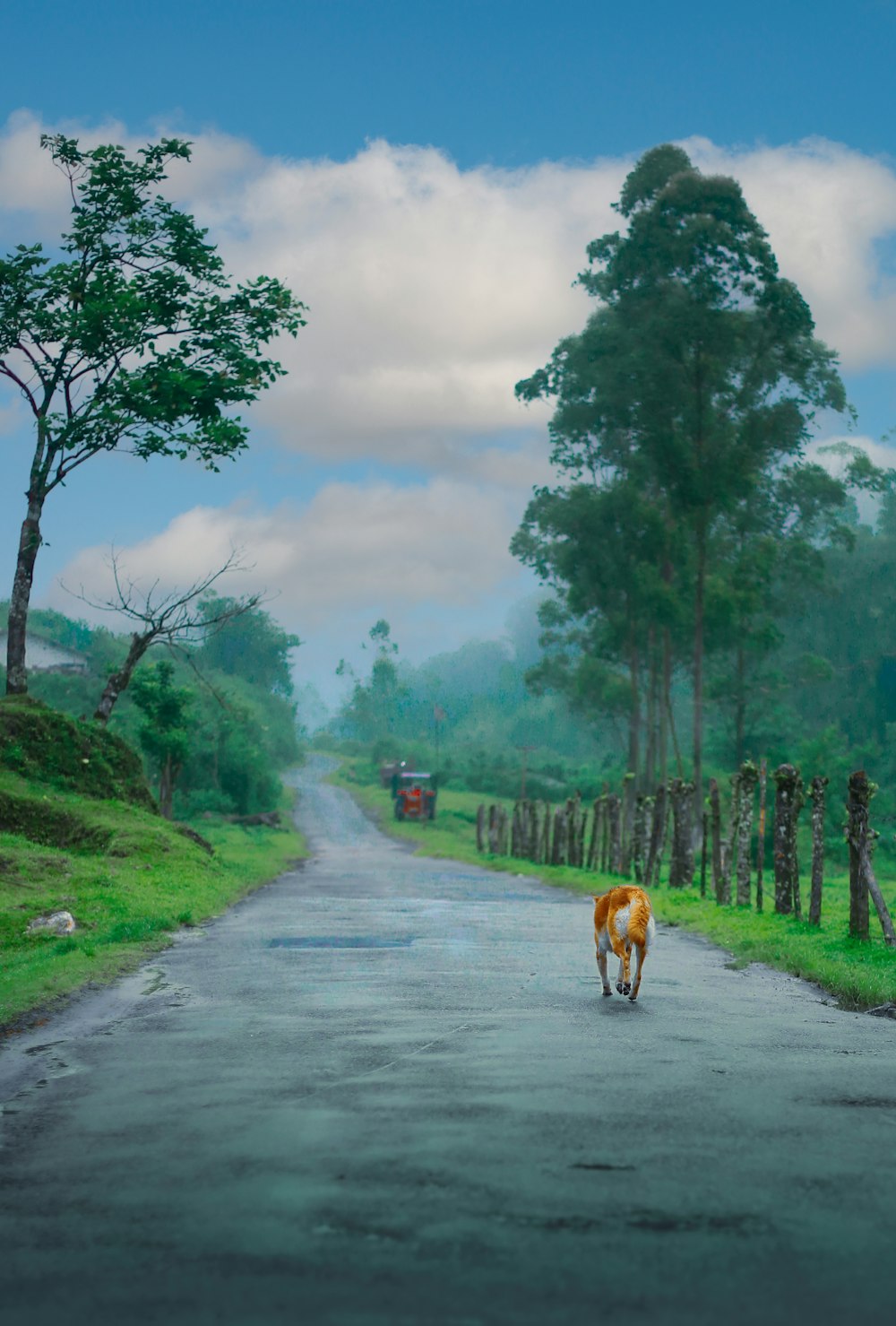 uma vaca marrom e branca caminhando pelo meio de uma estrada