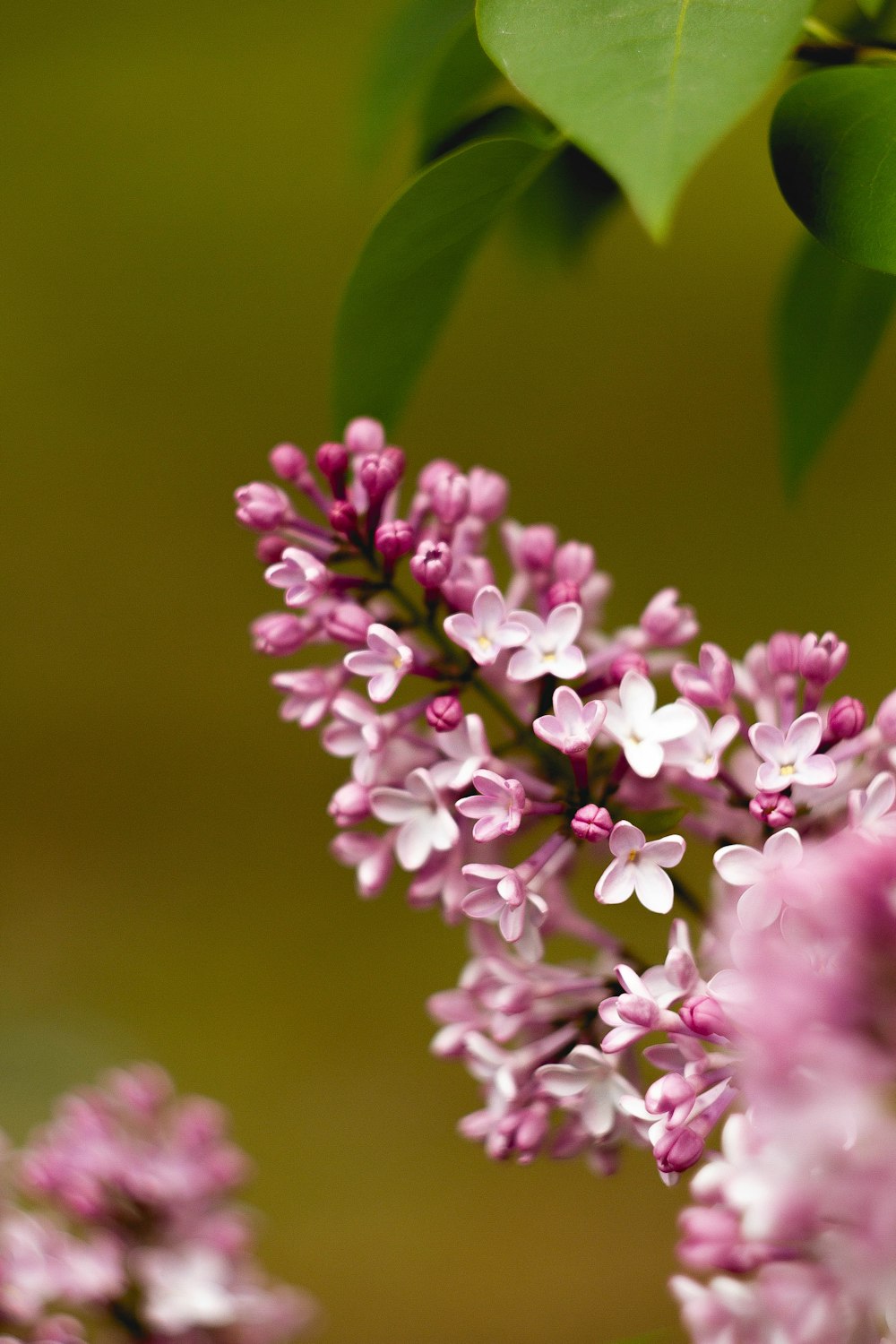 a close up of a bunch of purple flowers